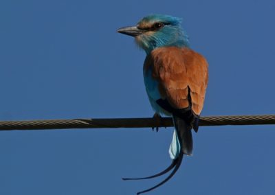 Birding tour Ethiopia 2015