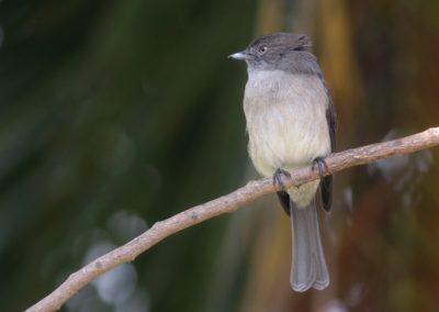 Birding tour Ethiopia 2015