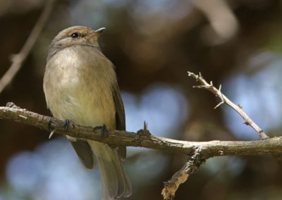 African dusky flycatcher, dusky-brown flycatcher or dusky alseonax (Muscicapa adusta)| Birding tour Ethiopia 2014