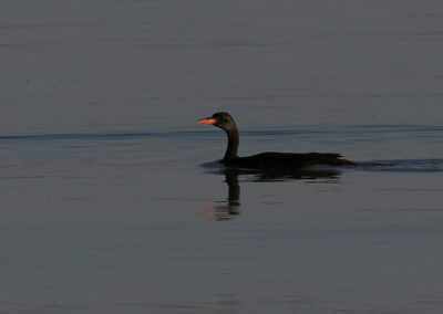 Birding tour Ethiopia 2015