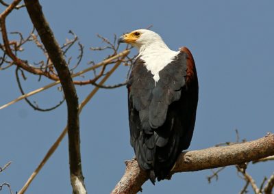 Birding tour Ethiopia 2015