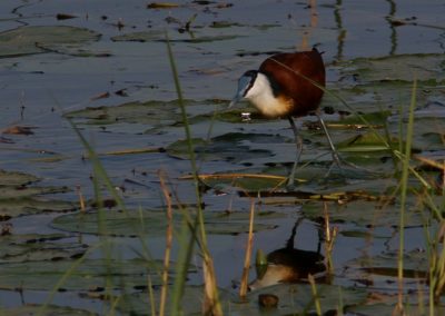 Birding tour Ethiopia 2015