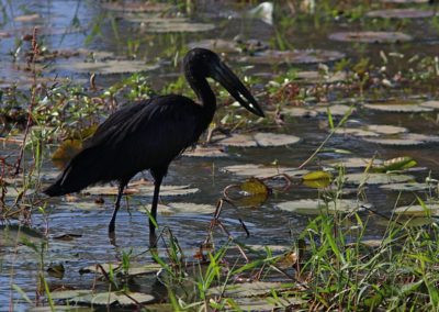 Birding tour Ethiopia 2015
