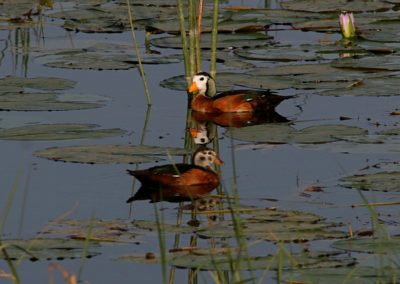 Birding tour Ethiopia 2015