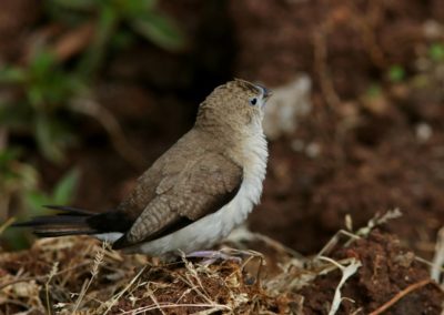 African silverbill (Lonchura cantans)| Birding tour Ethiopia 2014