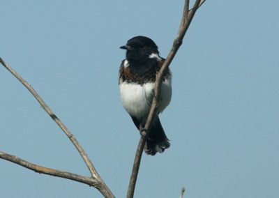 Birding tour Ethiopia 2015