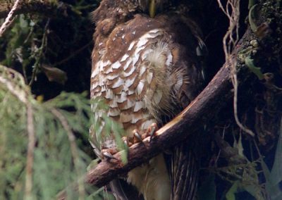 Birding tour Ethiopia 2015