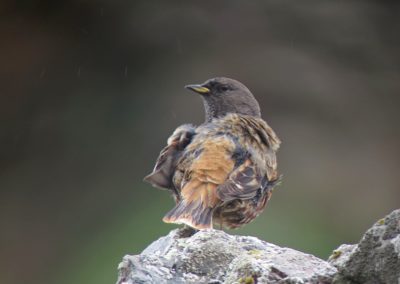 Birding tour Mongolia 2015 | Alpine Accentor