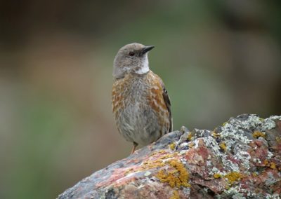 Birding tour Mongolia 2015 | Altai Accentor