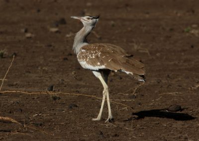 Birding tour Ethiopia 2015