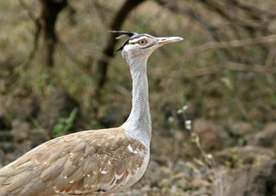 Arabian bustard (Ardeotis arabs)| Birding tour Ethiopia 2014
