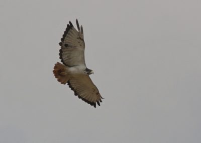 Birding tour Ethiopia 2015