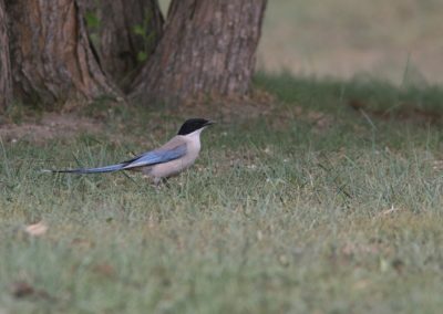 Birding tour Mongolia | Azure-winged Magpie