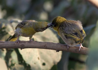 Birding tour Ethiopia 2015