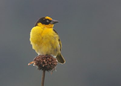 Birding tour Ethiopia 2015