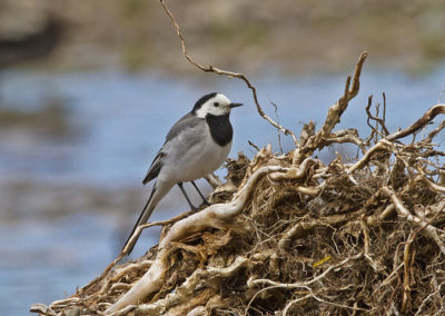 White Wagtail (Motacilla alba) by John Oates | Birding tours Mongolia