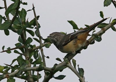 Birding tour Ethiopia 2015