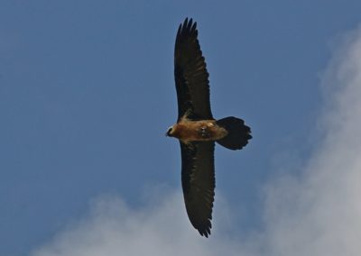 Birding tour Ethiopia 2015