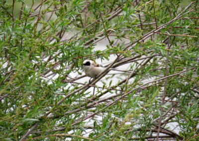 | Birding tour Mongolia