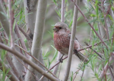 | Birding tour Mongolia