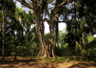Bishangari Forest| Birding tour Ethiopia 2014
