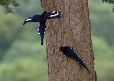 Birding tour Ethiopia 2015