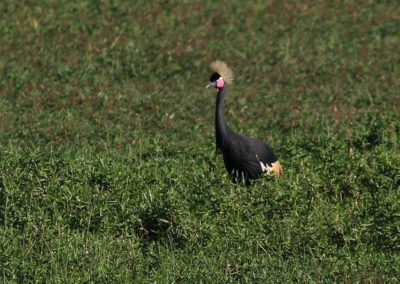 Birding tour Ethiopia 2015