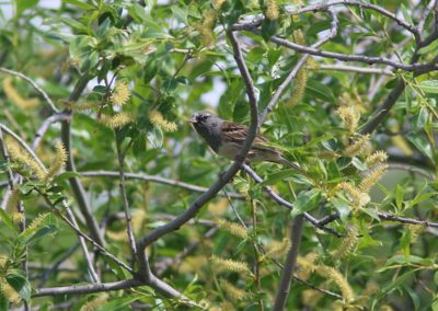 Birding tour Mongolia | Black-faced Bunting