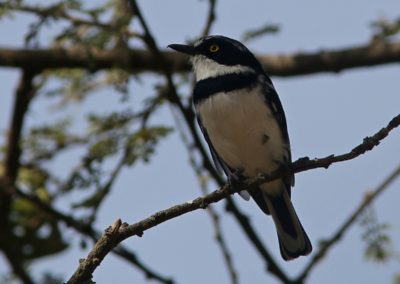 Birding tour Ethiopia 2015
