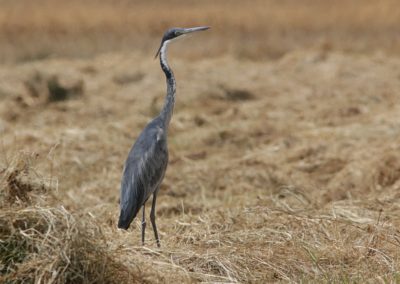 Birding tour Ethiopia 2015