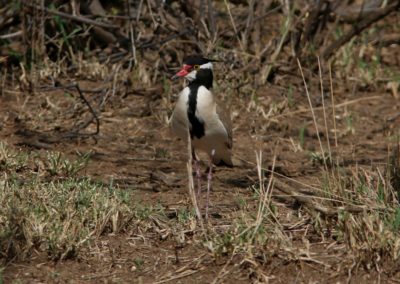 Birding tour Ethiopia 2015