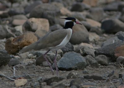 black-headed lapwing or black-headed plover (Vanellus tectus| Birding tour Ethiopia 2014