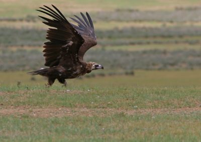 Birding tour Mongolia | Black Vulture