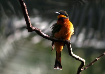 Birding tour Ethiopia 2015