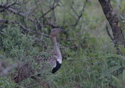 Birding tour Ethiopia 2015