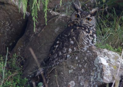 Cape eagle-owl (Bubo capensis)| Birding tour Ethiopia 2014