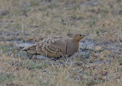 Birding tour Ethiopia 2015