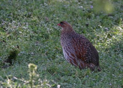 Birding tour Ethiopia 2015