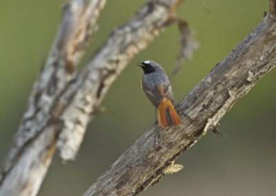 Common Redstart (Phoenicurus phoenicurus) by John Oates | Birding tours Mongolia