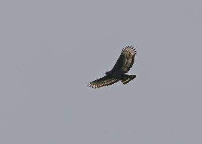 Birding tour Ethiopia 2015