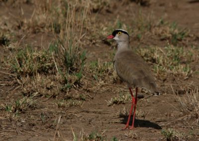Birding tour Ethiopia 2015