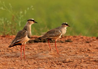 Crowned Lapwings (Vanellus coronatus)| Birding tour Ethiopia 2014
