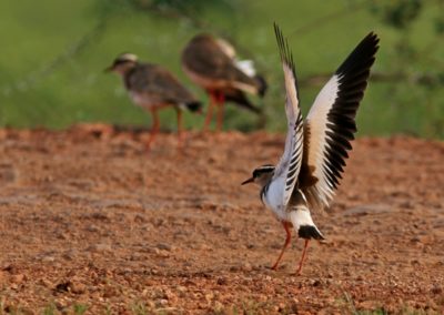 Crowned Lapwing (Vanellus coronatus)| Birding tour Ethiopia 2014