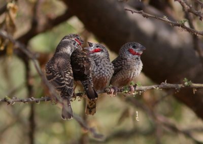 Birding tour Ethiopia 2015