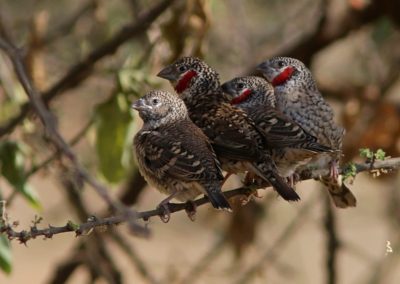 Birding tour Ethiopia 2015
