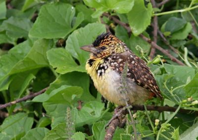 Birding tour Ethiopia 2015