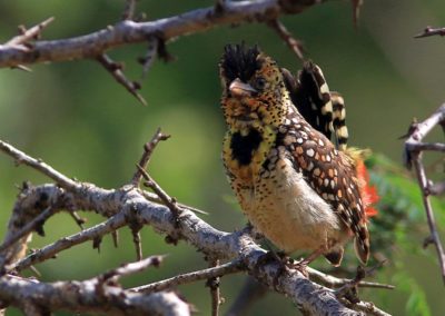Birding tour Ethiopia 2015