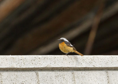 Daurian Redstart by John Oates | Birding tours Mongolia