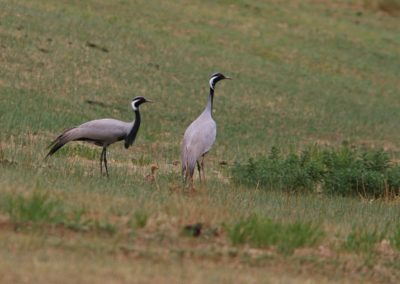 Birding tour Mongolia | Demoiselle Crane