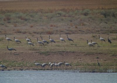 Demoiselle Crane (Anthropoides virgo) | Birding tour Ukraine